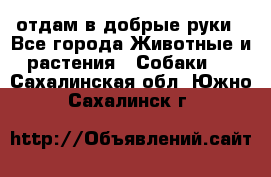 отдам в добрые руки - Все города Животные и растения » Собаки   . Сахалинская обл.,Южно-Сахалинск г.